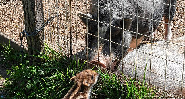 Nase an Nase: Mit Respekt begrüßen die Wildschwein-Ferkel Max und Moritz Zwerghängebauchschwein Rüdiger. Bild: Aurelia Scherrer