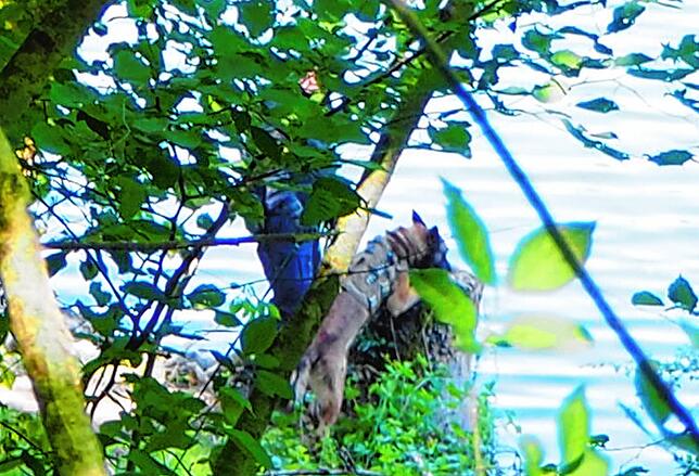 Bei der Spurensuche setzt die Polizei auch Spürhunde ein.