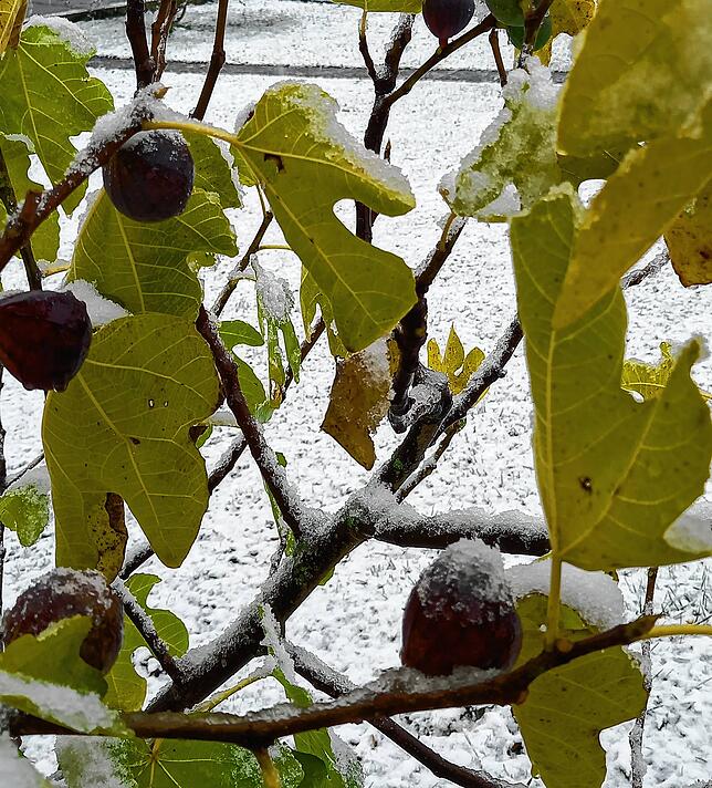 Feigen mit Schnee im Garten in Lauchringen.