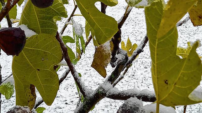Feigen mit Schnee im Garten in Lauchringen.
