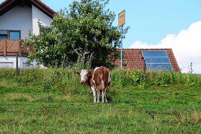 Eine Kuh vor dem Ortsschild von Deutwang.
