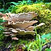 Biodiversität bedeutet Artenvielfalt, aber auch Vielfalt der Genetik und Vielfalt der Lebensräume. Diese fängt im ganz Kleinen an. Bild: ...