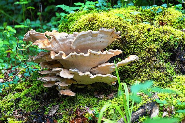 Biodiversität bedeutet Artenvielfalt, aber auch Vielfalt der Genetik und Vielfalt der Lebensräume. Diese fängt im ganz Kleinen an. Bild: ...