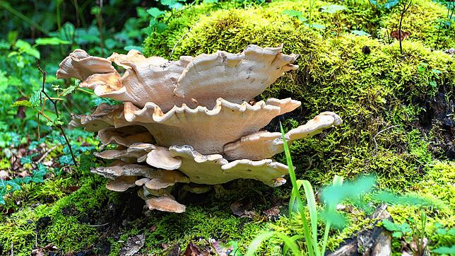 Biodiversität bedeutet Artenvielfalt, aber auch Vielfalt der Genetik und Vielfalt der Lebensräume. Diese fängt im ganz Kleinen an. Bild: ...