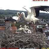 Bild aus glücklichen Tagen: Am Sonntag waren die Küken fit, am Montag sind sie an Unterkühlung gestorben. Bild: Storchencam