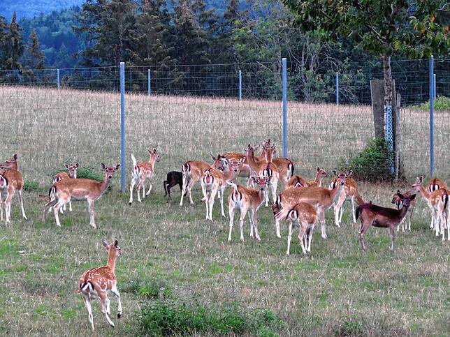 Das Damwild auf dem Immensitz ist durch die Höhe des Zaunes geschützt, über einen Grabungsschutz denken die Tierhalter aber nach. Der ...