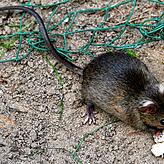 Eine kleine Ratte frisst in einer Parkanlage Abfall (Symbolbild).