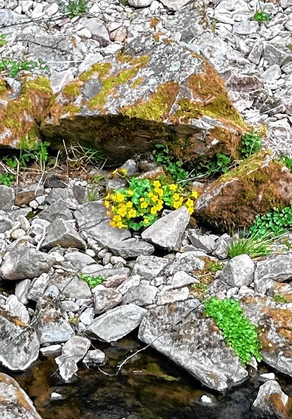 Frühling in Aichen.