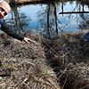 Ortsvorsteher Bernd Bucher zeigt auf einen Graben, den ein Biber zum Fischweiher in den Oberen Wiesen zwischen Rietheim und Villingen ...