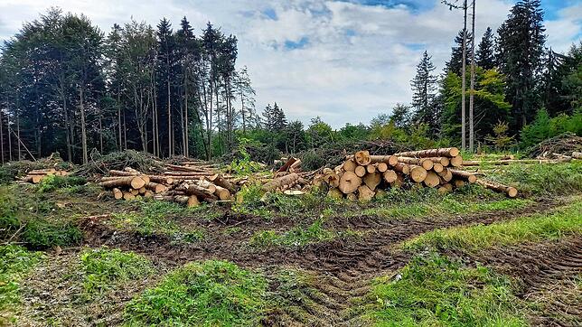 Dieses Waldstück wurde binnen Sekunden zerstört und die Bäume liegen jetzt aufgearbeitet zur Abholung bereit.