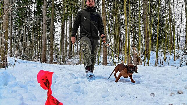 Samuel Dold, mit seinem bayrischen Gebirgsschweißhund Wasco, entdeckt auf seinen Reviergängen im Wald regelmäßig Hundekotbeutel, die ...