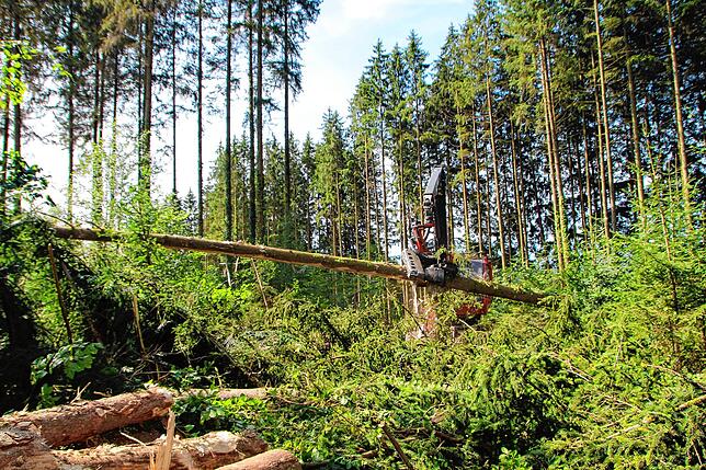 Patrick Großmann aus Glashütten in Illmensee mit seinem Harvester. Rasend schnell zersägt der Harvester die gefällten Bäume in ...