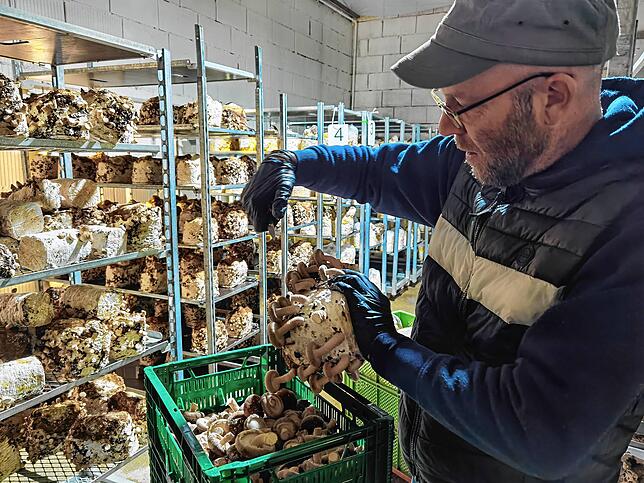 Mitarbeiter Daniel Lachenmayr erntet die Shiitake-Pilze, die dann unmittelbar in den Handel gehen.
