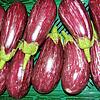Noch recht neu im Anbau auf der Reichenau ist die Graffiti-Aubergine. Neue Sorten ergänzen immer wieder das Angebot der Gemüse-Gärtner.