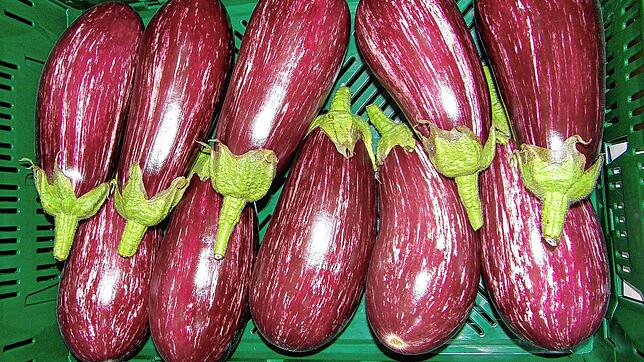 Noch recht neu im Anbau auf der Reichenau ist die Graffiti-Aubergine. Neue Sorten ergänzen immer wieder das Angebot der Gemüse-Gärtner.