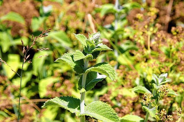 Bild 18: Bilder vom Villinger Hubenloch und dem Rosengarten