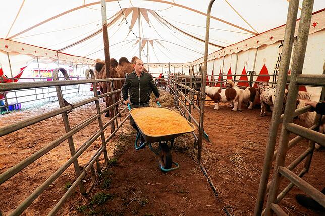 Manolito Sperlich bringt Sägemehl für die Ponys in das Stallzelt.