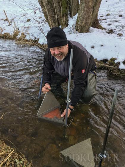Nach dem ersten Fischsterben haben die Angler mit viel Einsatz den Fischbestand in der Brigach wieder belegt: Hier setzt Gewässerwart ...