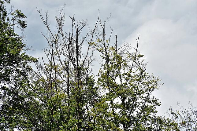 Die in der Region angestammten Buchen leiden unter dem Klimawandel. Sie trocknen von außen nach nach innen.