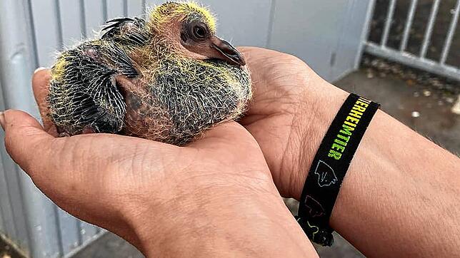 Diese Taube hat es sich auf den Händen eines Tierschützers bequem gemacht.