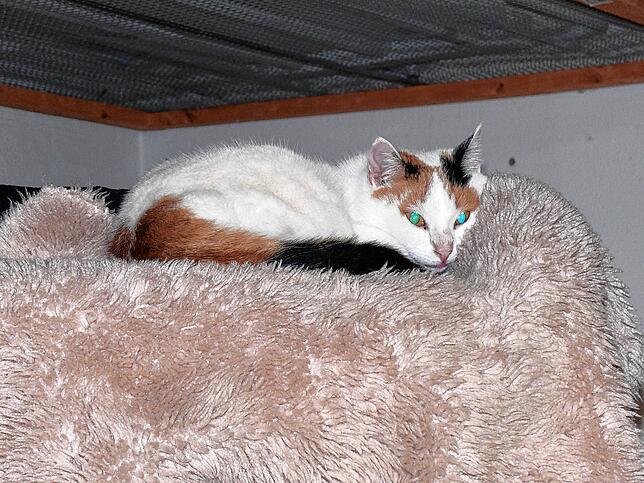 Sunrise hat es sich in der Höhe auf dem Katzenbaum bequem gemacht – und erwartet vom Rest des Tages vor allem Erholung.