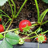 Eigens angebaut Erdbeeren schmecken einfach besser als gekaufte. Ganz bestimmt.