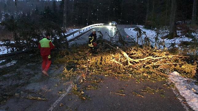 Einsatz mit der Kettensäge nach Sturm Sabine: Ein Feuerwehrmann sägt einen auf eine Straße des Landkreises Breisgau-Hochschwarzwald ...