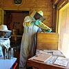 Imker Markus Meßmer kontrolliert die Bienenwaben. Sohn Jannis unterstützt ihn dabei und &bdquo;beruhigt&ldquo; die Bienen mit ...