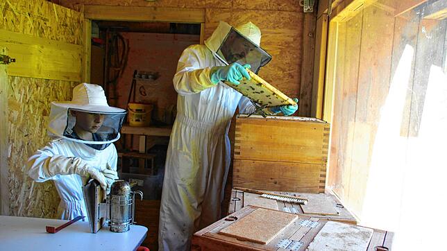 Imker Markus Meßmer kontrolliert die Bienenwaben. Sohn Jannis unterstützt ihn dabei und &bdquo;beruhigt&ldquo; die Bienen mit ...