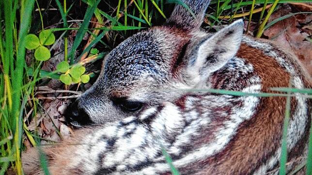 Die Kitz-Rettung Hotzenwald setzt sich dafür ein, dass die Jungtiere nicht mehr durch Mähwerke getötet werden.