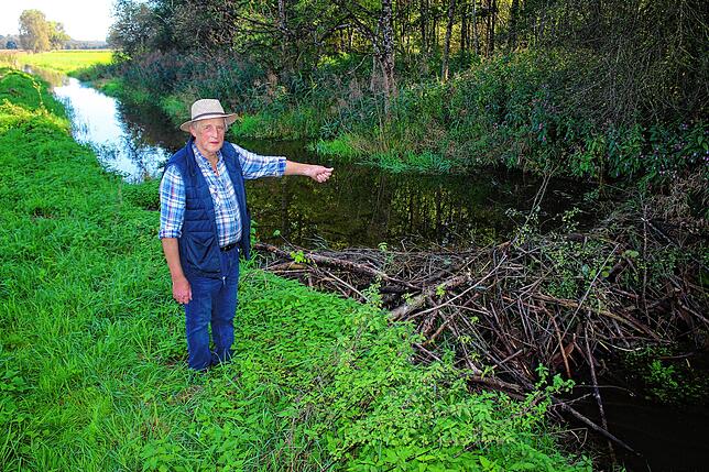 Landwirt Thomas Welte zeigt den stattlichen Biberdamm im Riedgraben, der dafür sorgt, dass die landwirtschaftlichen Flächen davor nach ...