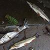 So sah es im April 2016 an der Brigach in Villingen aus. Mit toten Forellen müssen sich Angler und Behörden derzeit in der Region ...