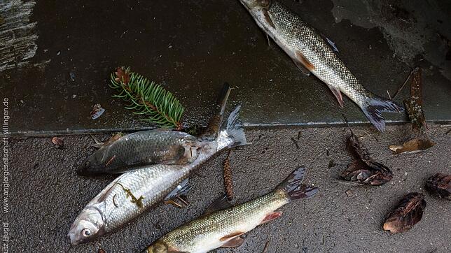 So sah es im April 2016 an der Brigach in Villingen aus. Mit toten Forellen müssen sich Angler und Behörden derzeit in der Region ...