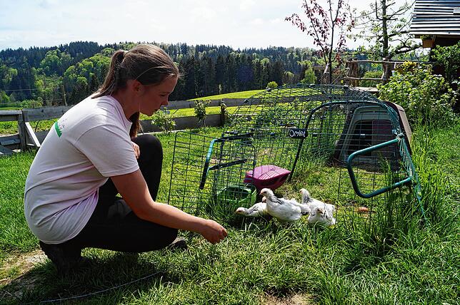Anna Lippner findet, die zutraulichen Suntheimer Hühner passen ideal zu ihrem Biolandhof mit 55 Mutterschafen, 90 Lämmern sowie Pferden, ...