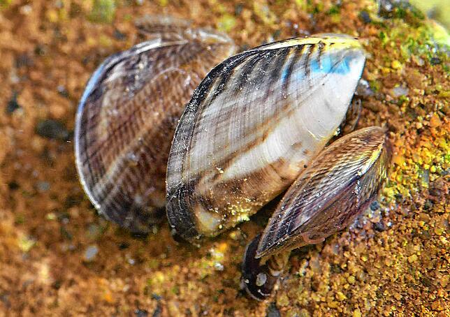 Inzwischen überall zu finden im Bodensee: die Quagga-Muschel.