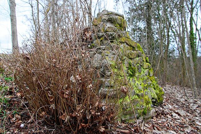 An den Mauerresten der Ruine Nellenburg wächst Gestrüpp. Freischneideaktionen sollen verhindern, dass das Wurzelwerk die letzten Mauern ...