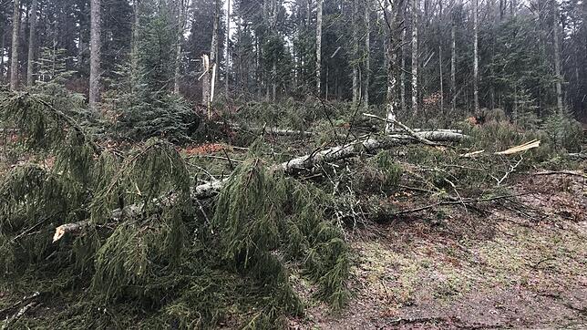 Das Orkantief &bdquo;Sabine&ldquo; hat unzählige Festmeter Sturmholz hinterlassen. Dieses muss möglichst schnell aufgearbeitet werden, ...