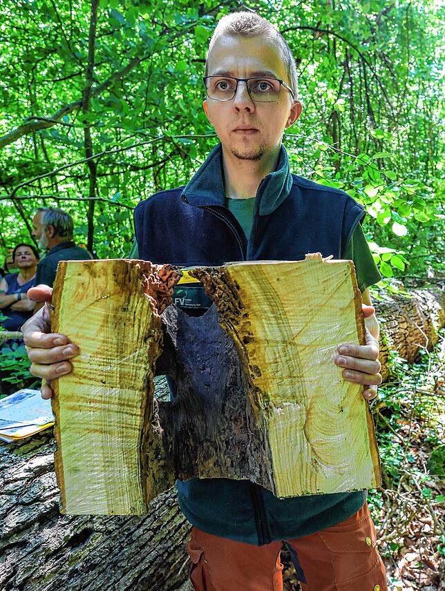 Förster Simon Güntert zeigt den Anschnitt einer Spechthöhle. Mit dem Totholzkonzept will die Stadt Radolfzell den Naturschutz im Wald ...