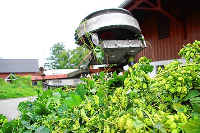 Hopfenernte in Tettnang. Mit 1500 Hektar umfasst das Anbaugebiet etwa 2,5 Prozent der bundesweiten Anbauflächen von etwa 62.000 Hektar. ...