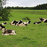 Sie wacht über ihre Herde: Vom oberen Ende des Hügels hat Samura (hinten rechts) ihre „Schäfchen“ bestens im Blick.