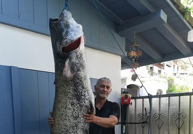 Peter Maier aus Dangstetten wirkt selbst bei 1,90 Meter Körpergröße klein gegen seinen stolzen Fang. Mit 2,25 Länge war es der größte ...