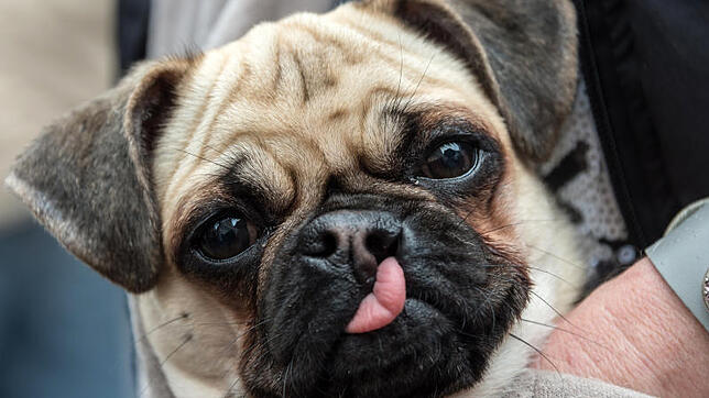 Lebe glücklich, lebe froh, wie der Mops im Haferstroh: Damit Hunde so zufrieden sind, wie es dieser Spruch verheißt, sollten Halter ...