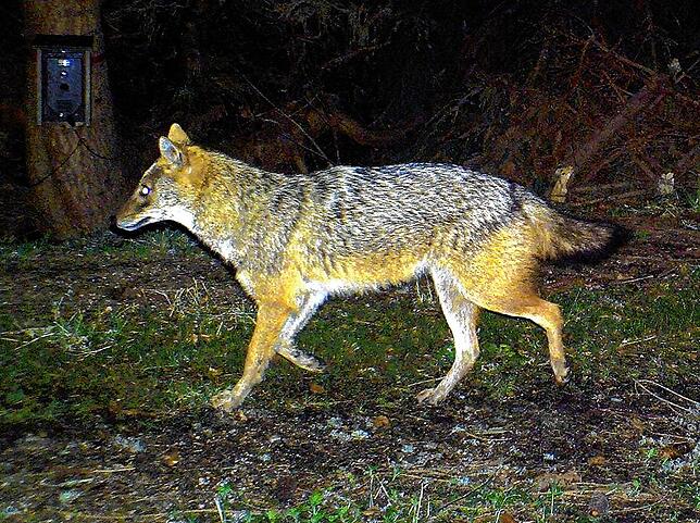 Der Goldschakal sieht dem Wolf sehr ähnlich (Symbolbild).
