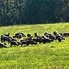 Ein Teil der Herde der Mufflons am Hohenstoffeln, die dort nach Angaben von Landwirten und Waldbesitzer ganze Wiesen und Jungpflanzen ...