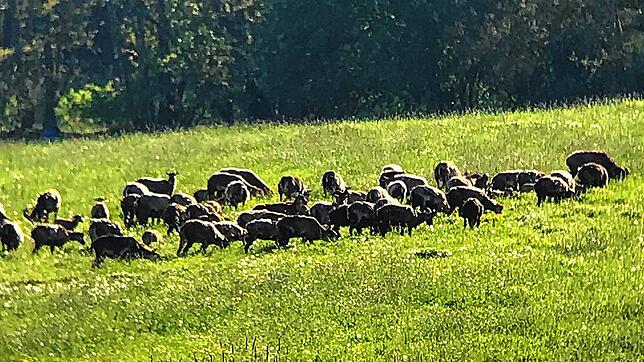Ein Teil der Herde der Mufflons am Hohenstoffeln, die dort nach Angaben von Landwirten und Waldbesitzer ganze Wiesen und Jungpflanzen ...