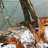 Frische Nagespuren zeugen von den Aktivitäten des Bibers.