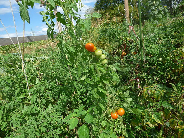 Tomaten klettern die Stangen hinauf. Die Erntezeit hat bereits begonnen.