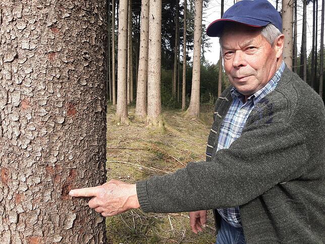 Herbert Denz zeigt auf die Rinde einer Fichte, in die sich Borkenkäfer hineingebohrt haben.
