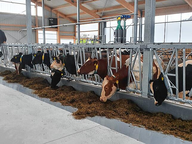 Fressen beruhigt. Gleich nach der Ankunft sind die Tiere mit Kraftfutter versorgt worden, damit sie erst einmal in Ruhe ankommen können.
