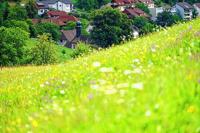 Auf dem Obstlehrpfad Eschbach kann man viel über verschiedene Apfelsorten lernen und dabei den Blick über blühende Wiesen auf das Dorf ...